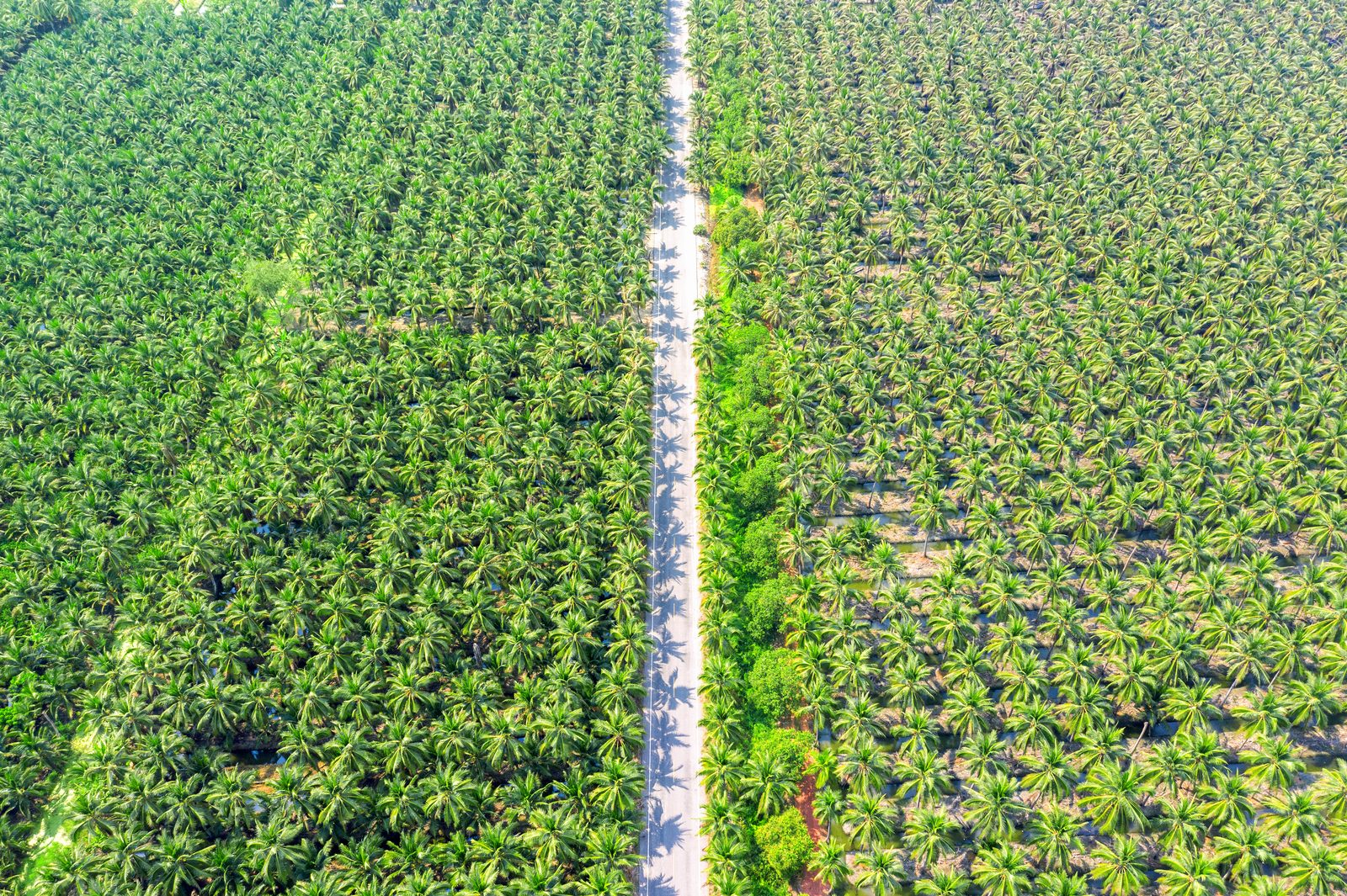 Aerial view of coconut plantation rows, per-tree precision monitoring